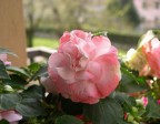 Rosellina