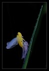 Metamorfosi