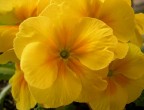 Primula?