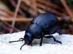 Fuji S8100FD
f3,5 - 1/45 - iso 64 - close-up +10