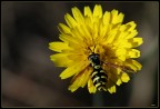 giallo nero