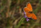 Un tocco di colore