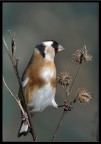 cardellino