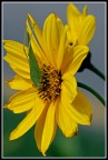 grillo 3