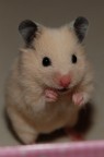 Jimmy
