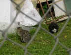 Gattacci al parco