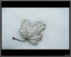 Still Life 3