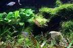 Acquario