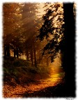 Luce