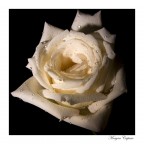 Rosa Bianca