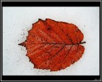 still life 4