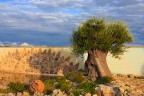 L'ULIVO,IL SOLE.......A CELLINO S. M.