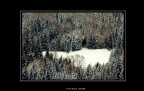 Pini innevati