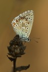 Cara amica