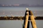 Gabbiano su bricola