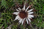 Fiore