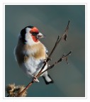 cardellino