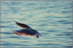 Volo d'Dangelo