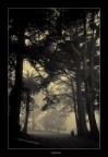 Lost in the fog...