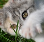 occhi di gattina