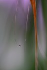 Minimalismi