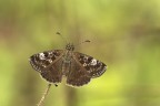 Erynnis tages