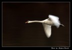 In volo