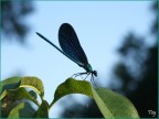 Elicottero naturale...