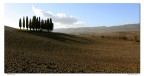 Cipressi