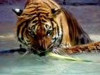 tigre
