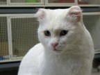 Un ospite della colonia felina di Torre Argentina Roma