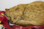 Un ospite della colonia felina di Torre Argentina Roma