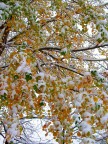 Colori tra la neve