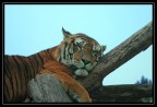 Nikon D70
Nikkor 24/120 su 120mm
1/320 f5,6
iso 200