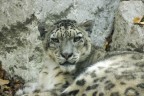 lince delle nevi