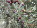 canneto