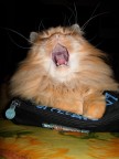 ...Il mio gatto.