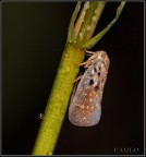 farfallina