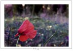 Poppies