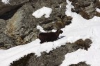 Stambecco nel Gran Paradiso