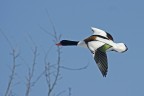 Colori in volo