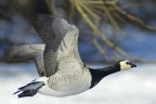 In volo sulla neve