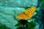 Olympus E-1
Zuiko 50 mm macro
Flash FL36
F 11
1/90 sec.
Iso 100