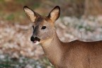 Capriolo