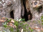  una grotta?