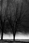 Alberi