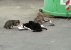 Un ospite a rischio