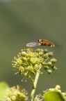 Bombylidae, Villa brunnea....
