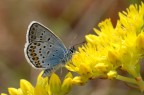 Licenidae, Plebejus idas (?)