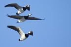 Volo in tre